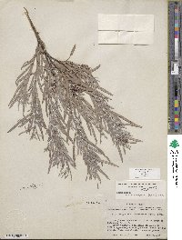 Salix exigua image