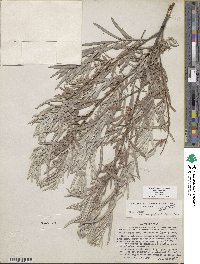 Salix exigua var. exigua image