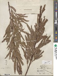 Salix interior image
