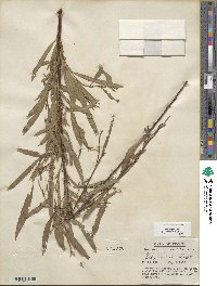 Salix interior image