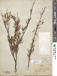 Salix interior image