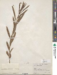 Salix interior image