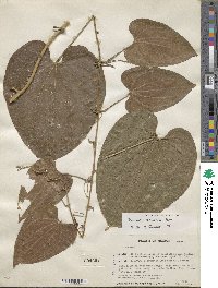 Dioscorea composita image