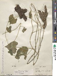 Dioscorea densiflora image