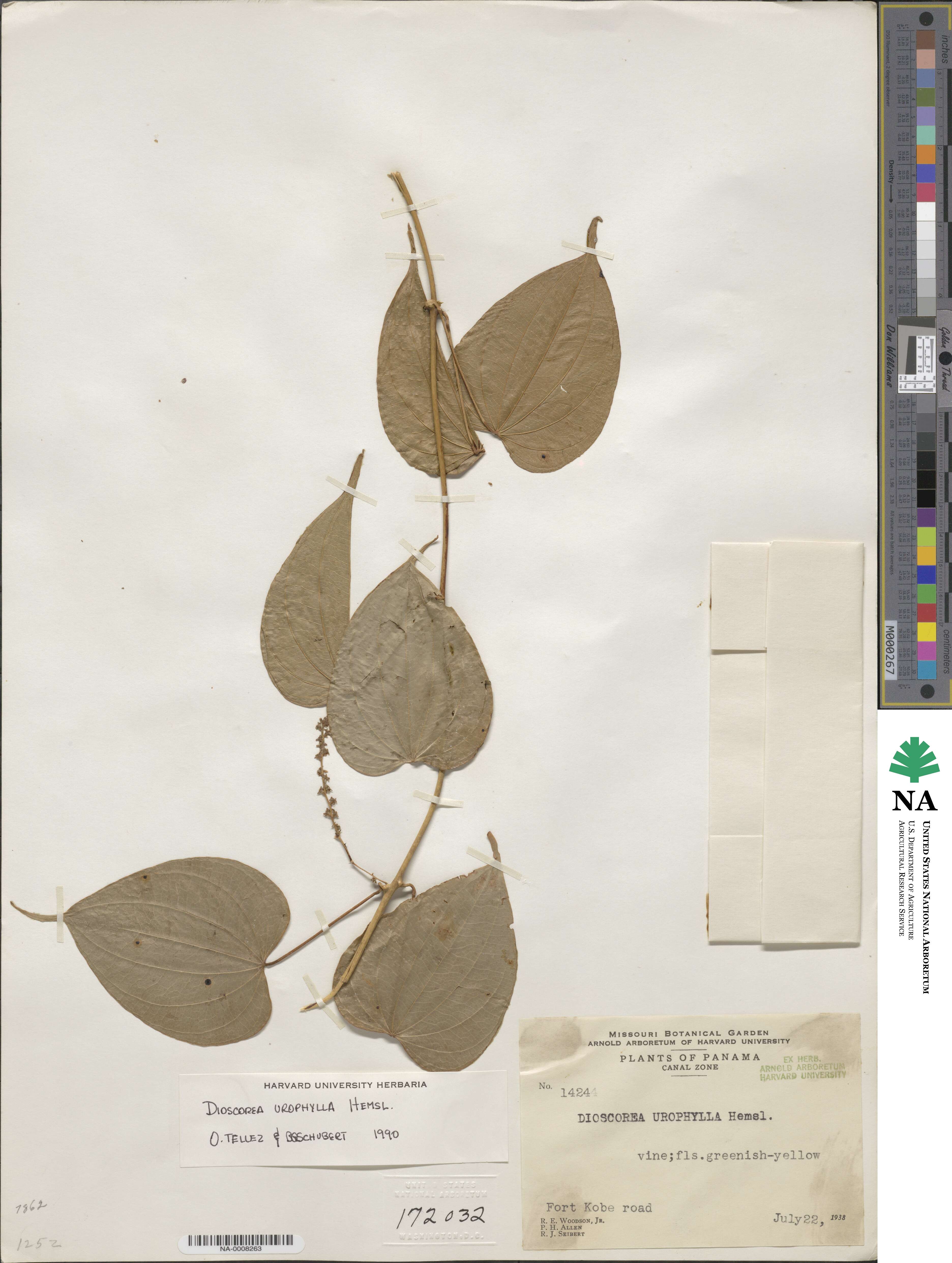 Dioscorea urophylla image