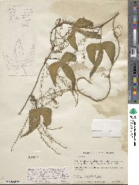 Dioscorea liebmannii image