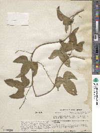 Dioscorea liebmannii image