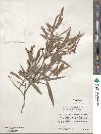 Salix exigua image