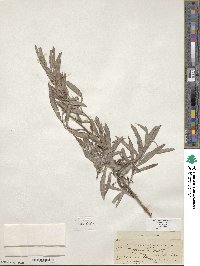 Salix exigua image