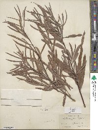 Salix exigua var. exigua image