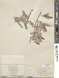 Salix exigua image