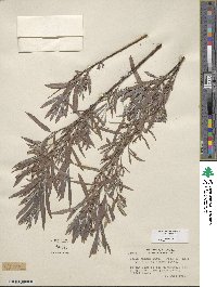 Salix exigua image