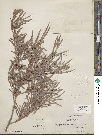 Salix exigua var. exigua image