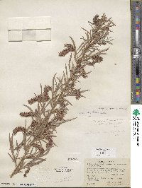 Salix exigua image