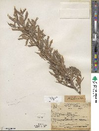 Salix exigua image