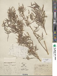 Salix exigua image