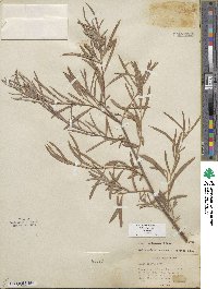 Salix exigua image