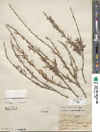 Salix exigua var. exigua image