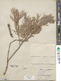 Salix exigua image