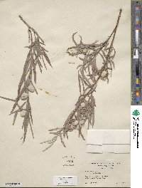 Salix exigua image