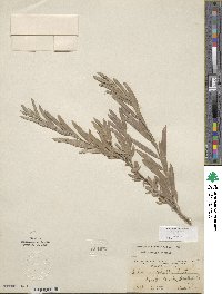 Salix exigua image