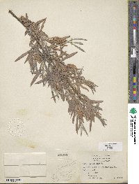 Salix exigua image