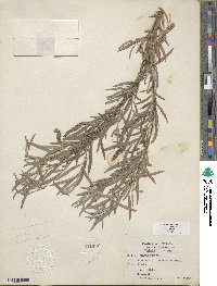 Salix exigua var. exigua image