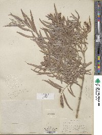 Salix exigua var. exigua image