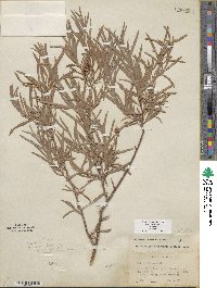 Salix exigua image