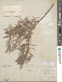 Salix exigua image