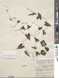 Dioscorea jaliscana image