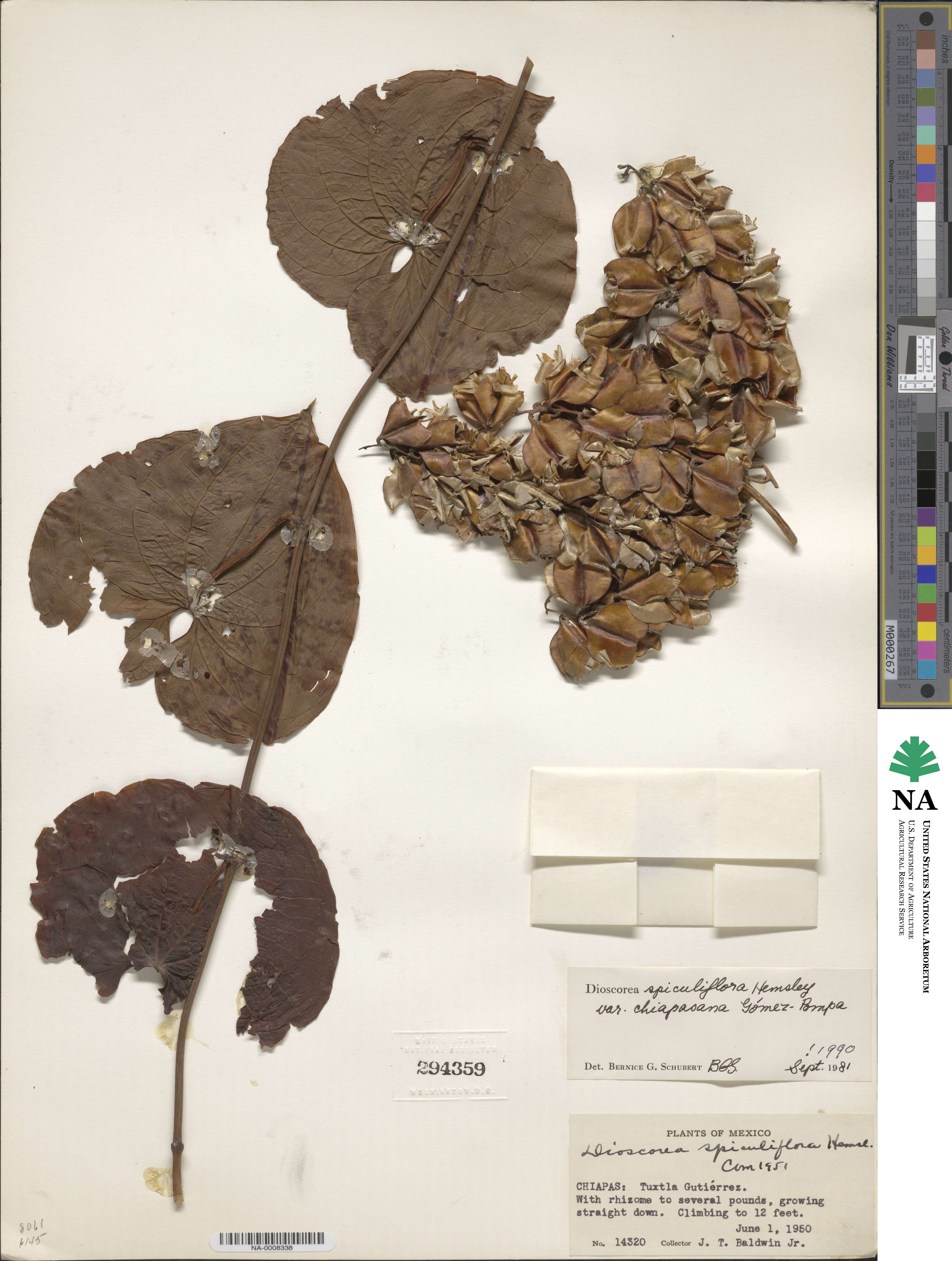 Dioscorea gomez-pompae image