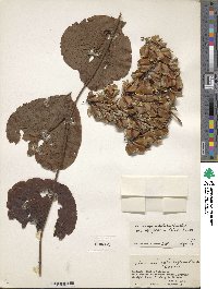 Dioscorea gomez-pompae image