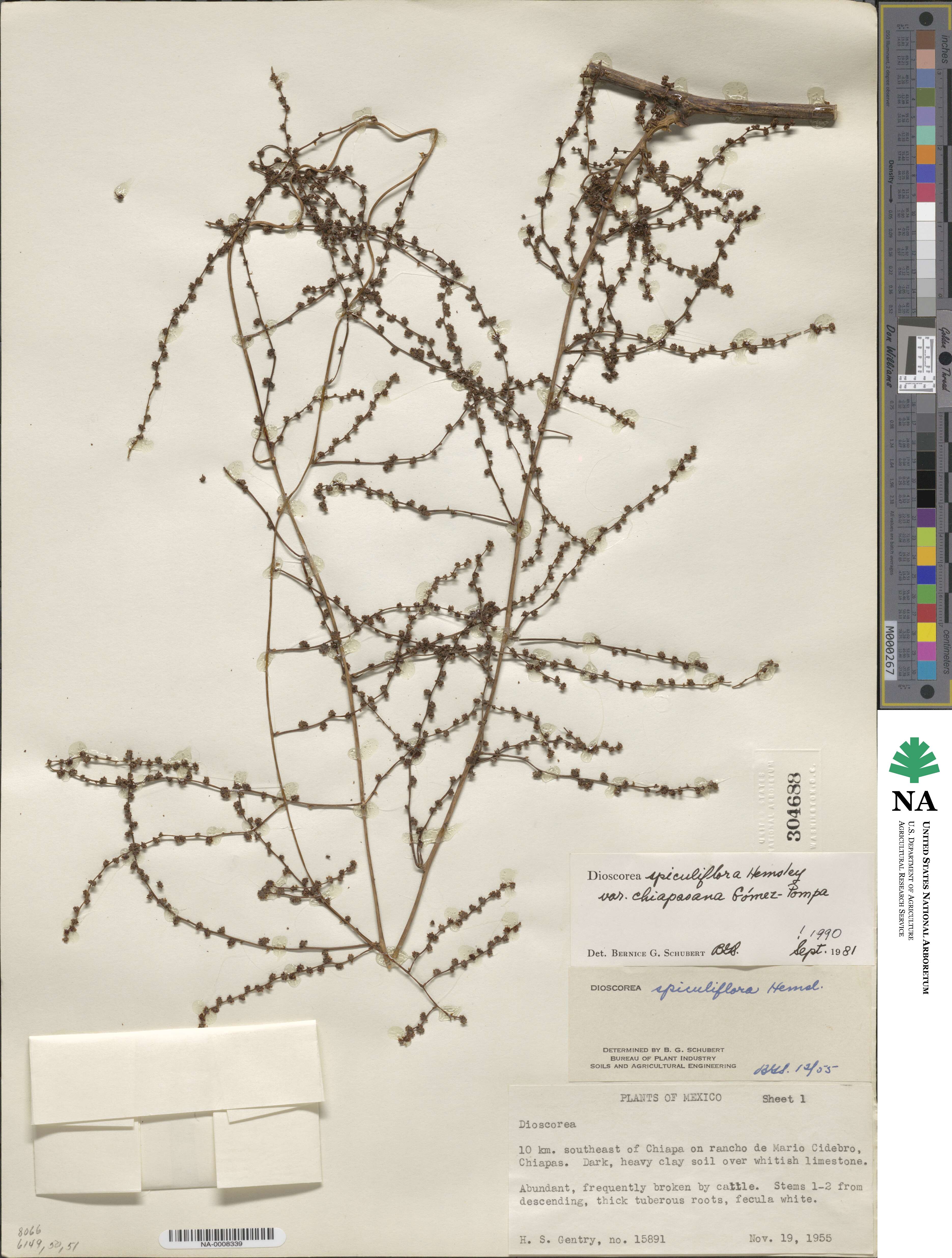 Dioscorea gomez-pompae image