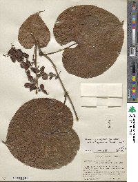 Dioscorea gomez-pompae image