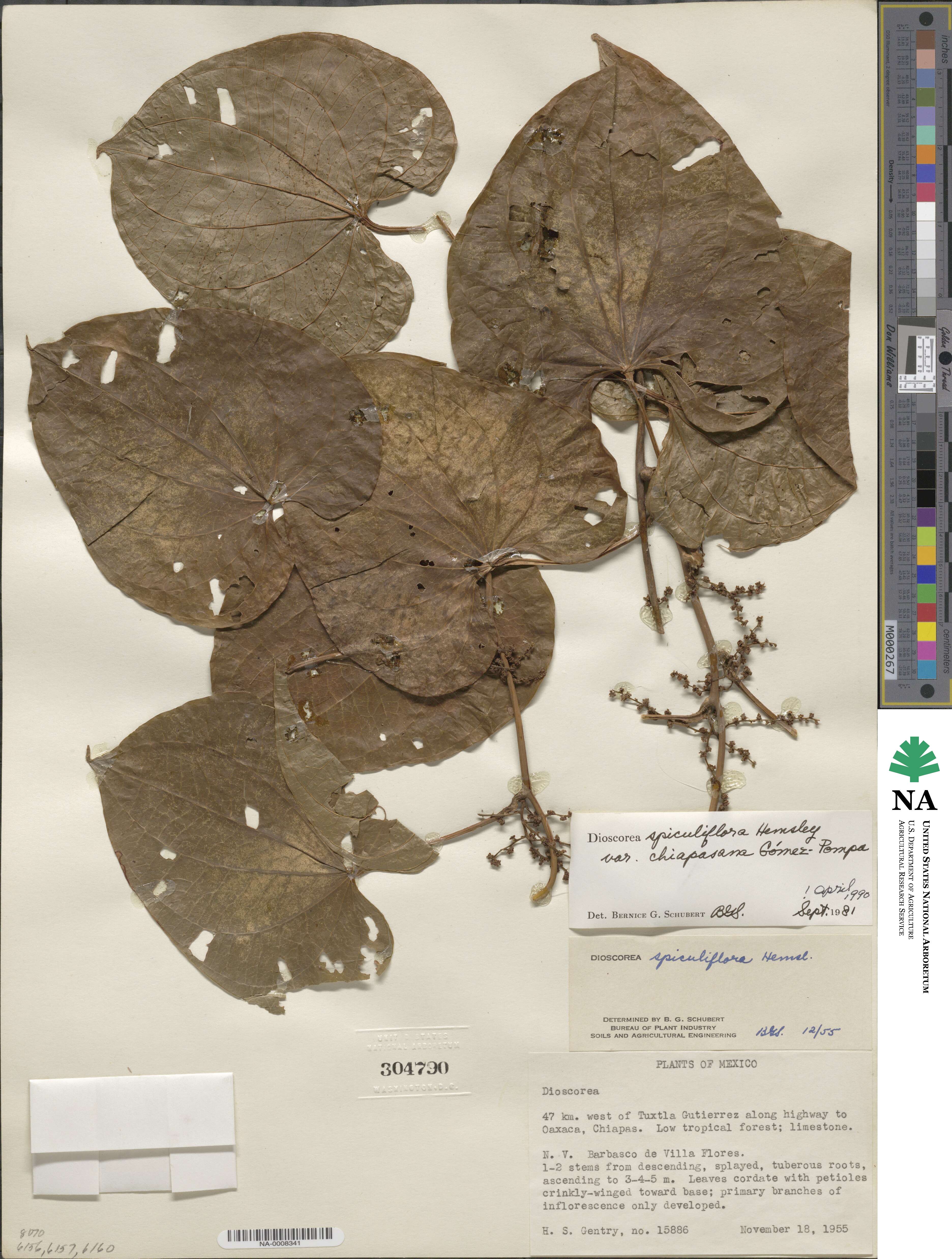 Dioscorea gomez-pompae image