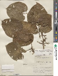 Dioscorea gomez-pompae image