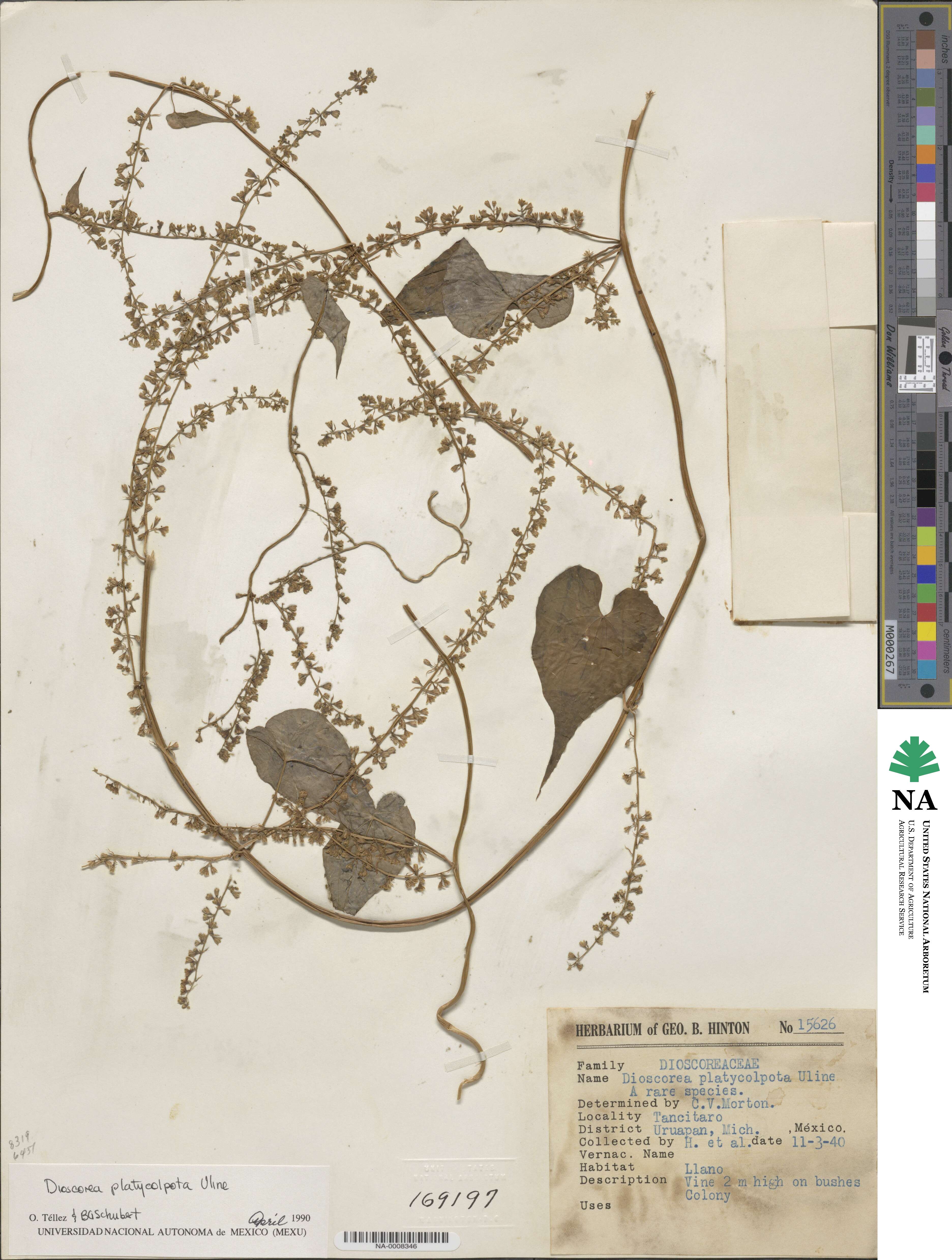 Dioscorea platycolpota image