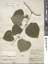 Dioscorea subtomentosa image