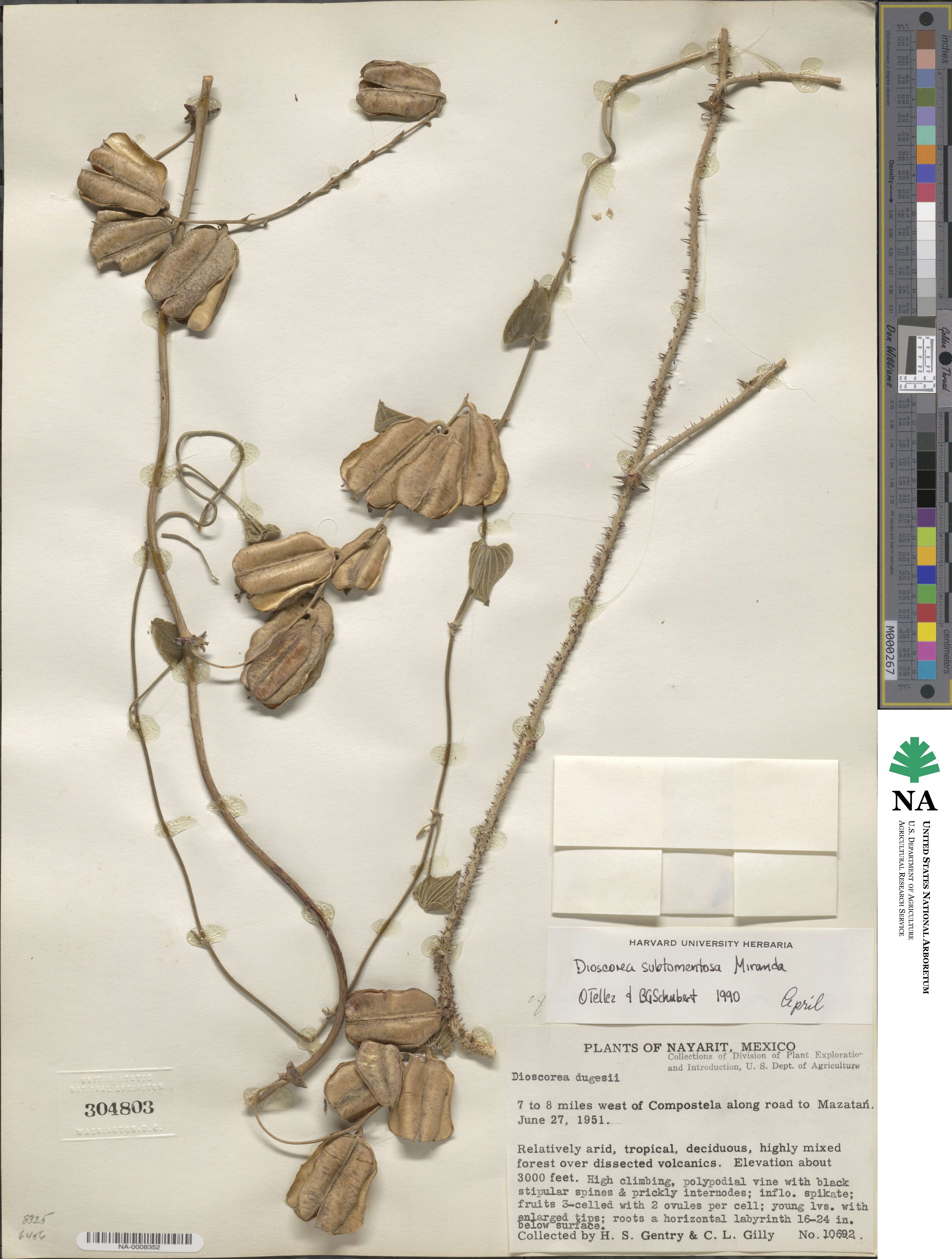 Dioscorea subtomentosa image