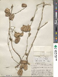 Dioscorea subtomentosa image