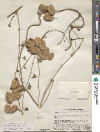 Dioscorea subtomentosa image