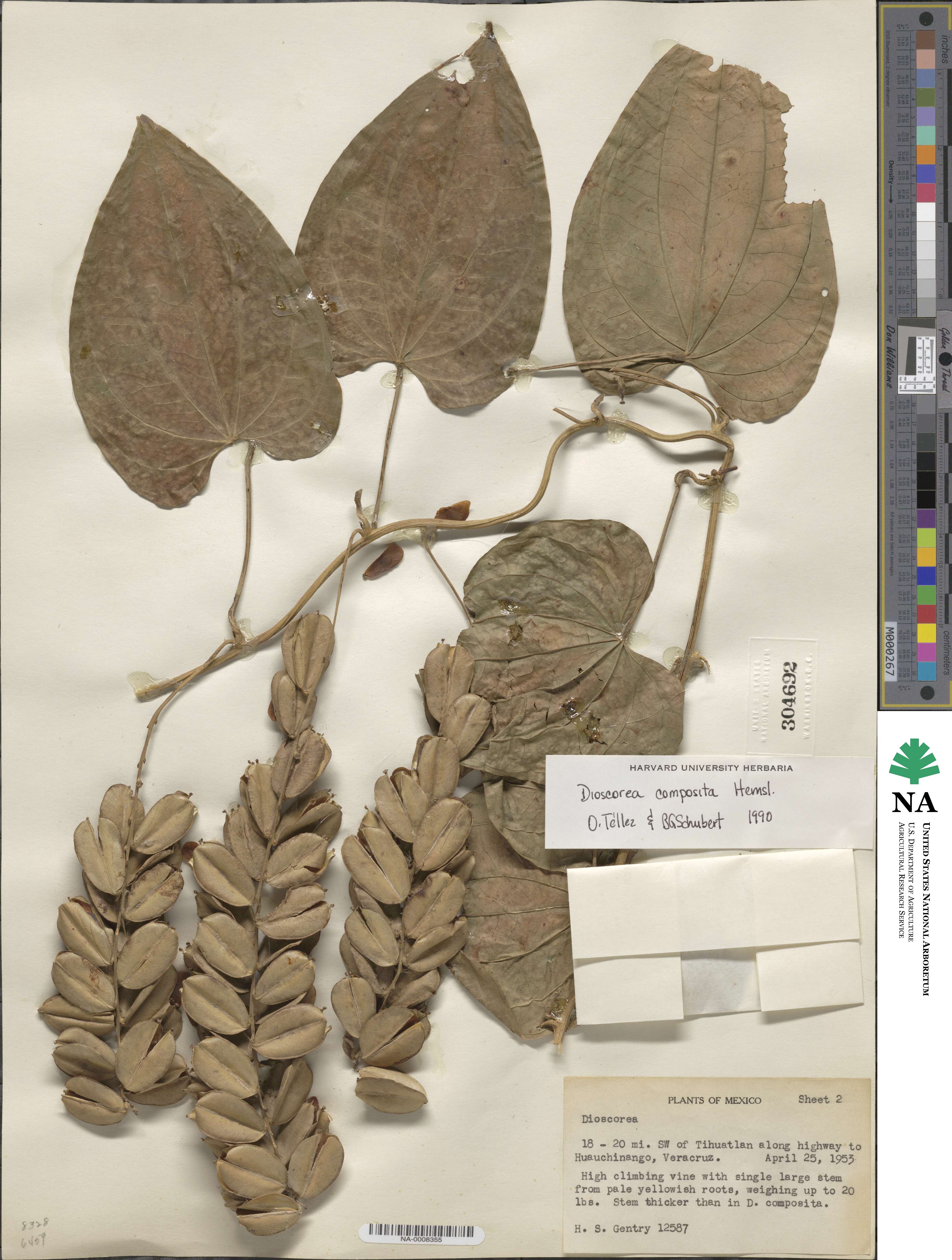 Dioscorea image