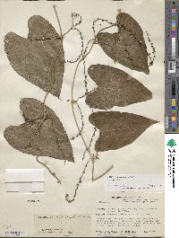 Dioscorea spiculiflora var. spiculiflora image