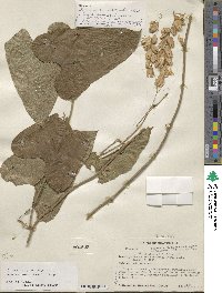 Dioscorea composita image