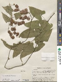 Dioscorea floribunda image