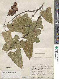 Dioscorea floribunda image