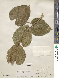 Dioscorea urophylla image