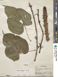 Dioscorea urophylla image