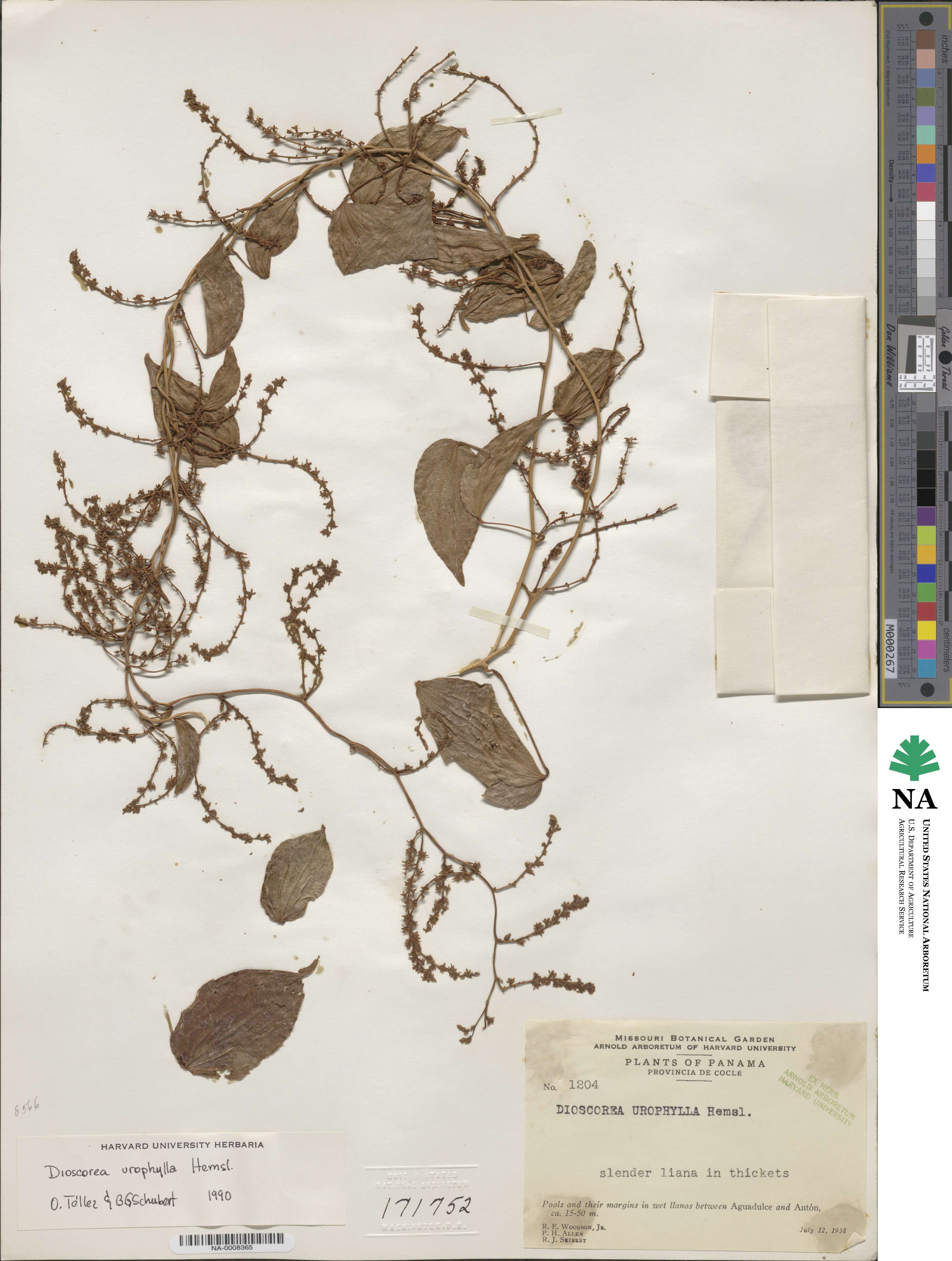 Dioscorea urophylla image